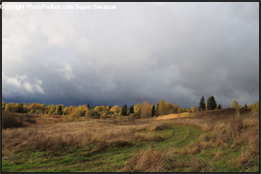 Field, Grass, Grassland, Land, Outdoors, Dirt Road, Gravel