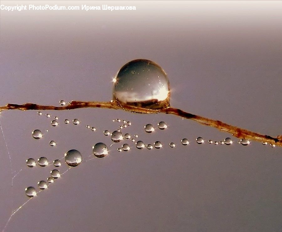 Droplet, Crab, Invertebrate, Sea Life, Seafood