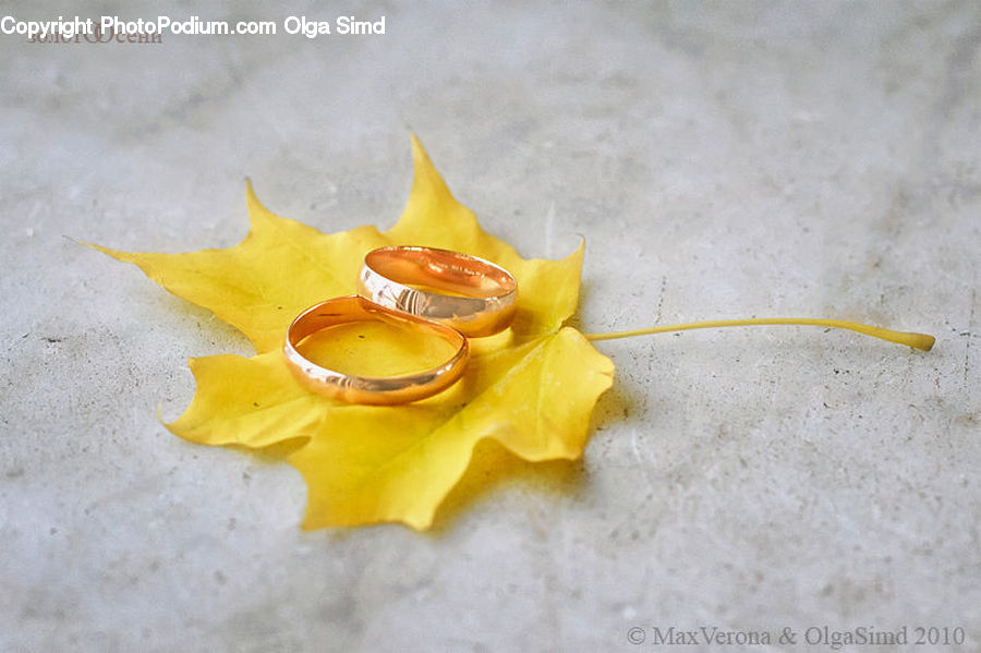 Maple, Maple Leaf, Plant