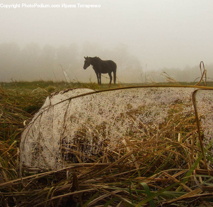 Animal, Horse, Mammal, Colt Horse, Foal, Angus, Bull