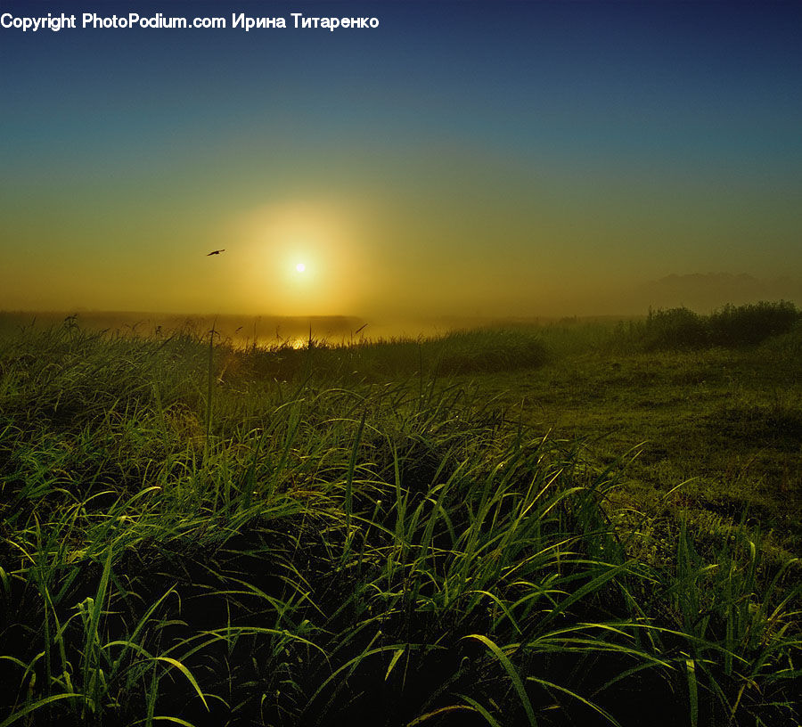 Field, Grass, Grassland, Plant, Land, Outdoors, Potted Plant