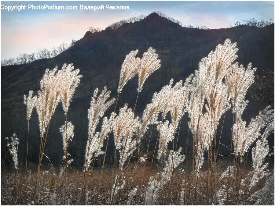 Grass, Plant, Reed, Field, Grassland, Frost, Ice