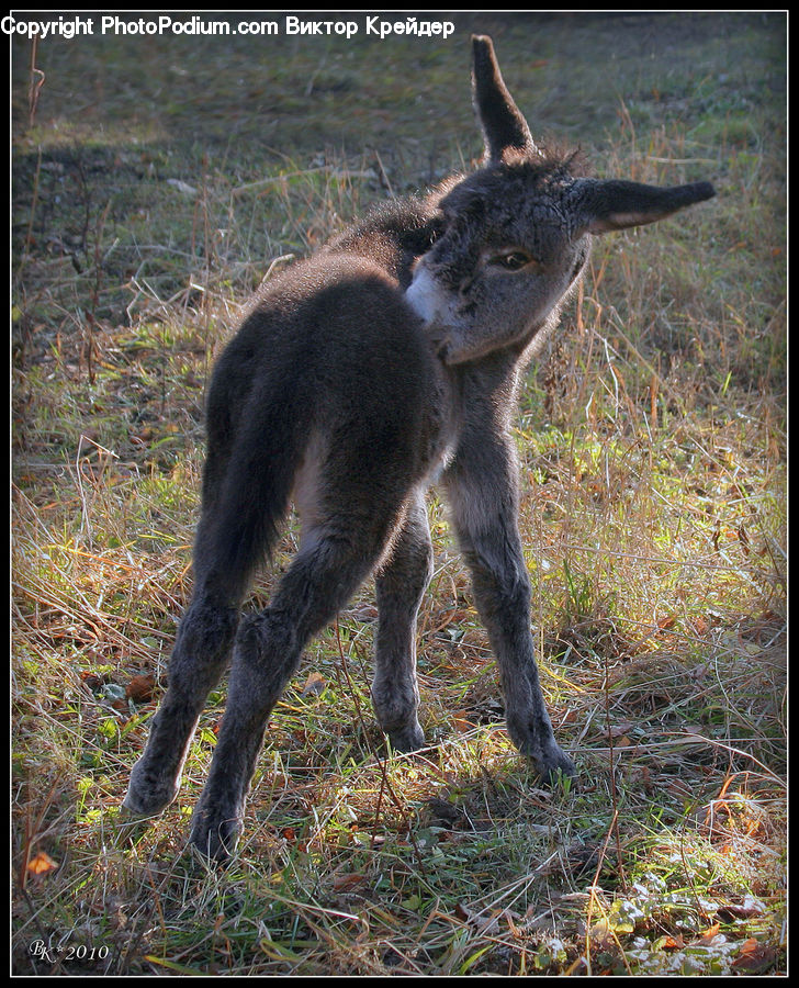 Animal, Donkey