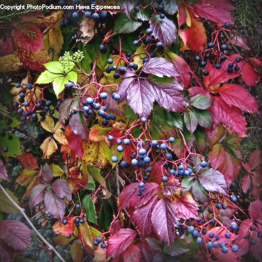 Plant, Vine, Fruit, Grapes, Maple, Tree, Wood