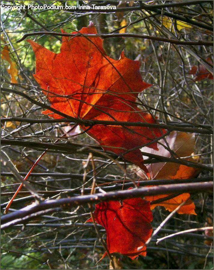 Bird, Bishop, Cardinal, Finch, Priest, Maple, Tree