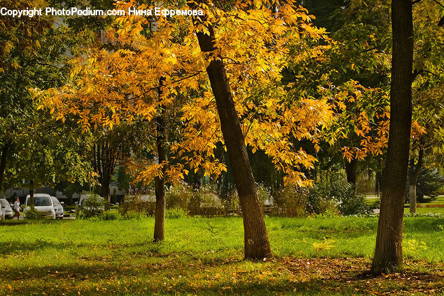 Fir, Forest, Grove, Vegetation, Plant, Tree, Land