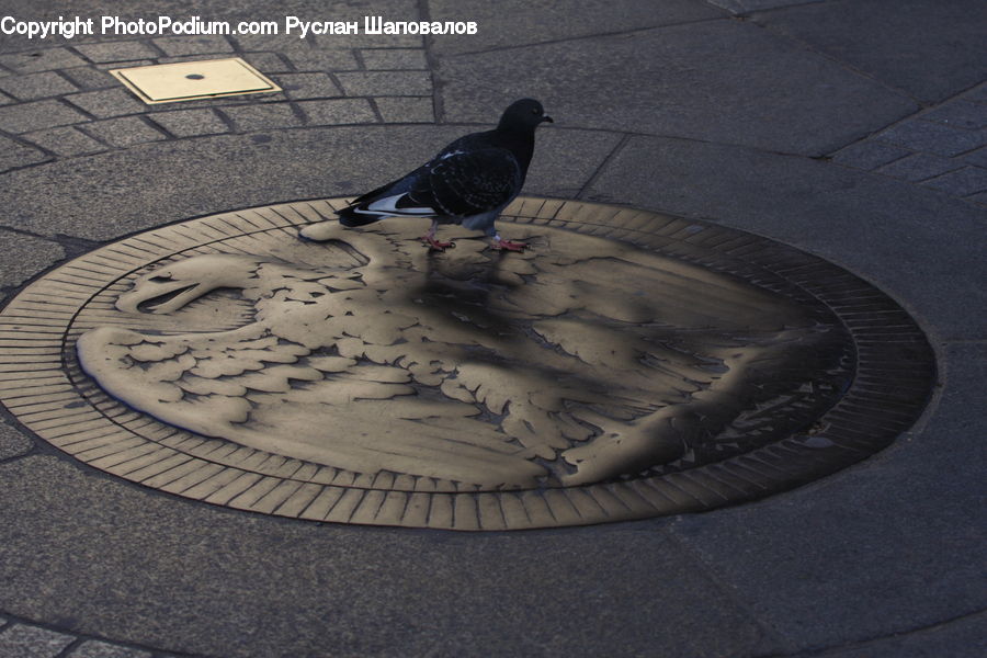 Bird, Pigeon, Pavement, Dove