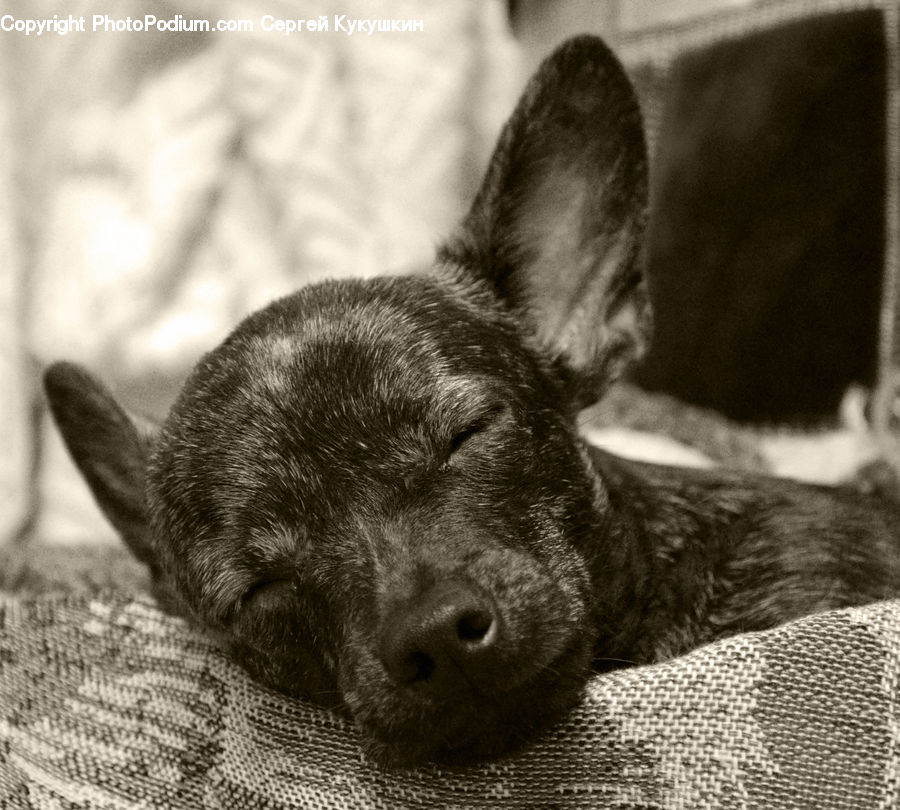 Animal, Canine, Chihuahua, Dog, Mammal, Pet, Adorable