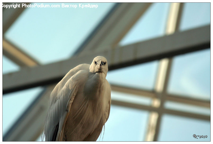 Bird, Dove, Pigeon, Beak, Head, Portrait, Indoors