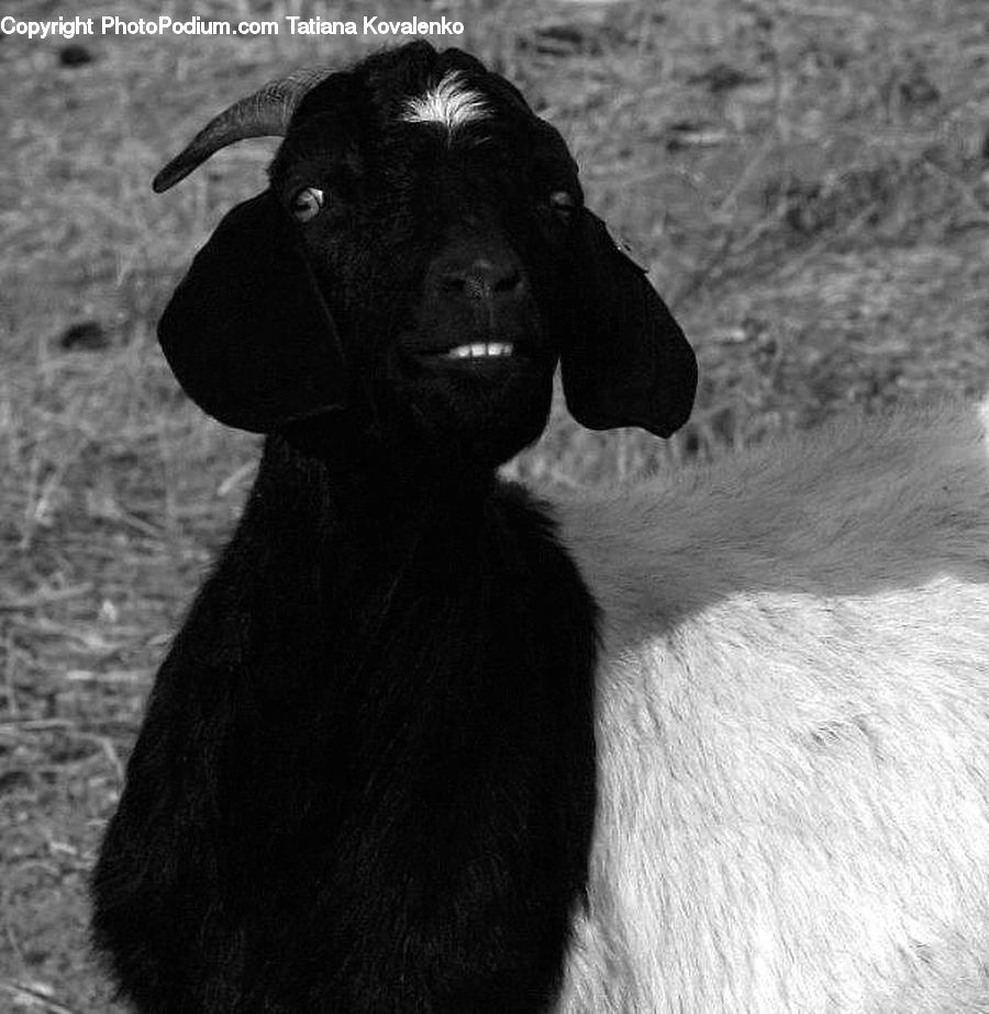 Animal, Cattle, Mammal