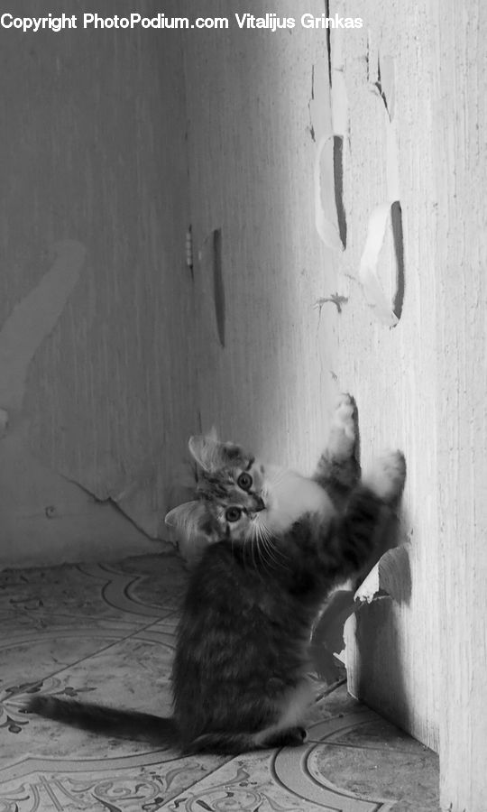 Animal, Cat, Kitten, Mammal, Pet, Abyssinian, Adorable