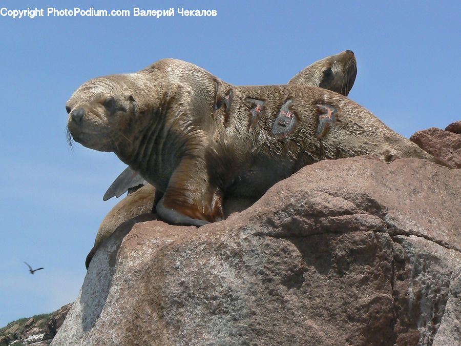 Animal, Mammal, Sea Life, Sea Lion, Seal, Rock