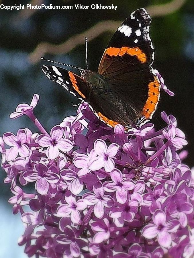 Flora, Pollen, Butterfly, Insect, Invertebrate, Aster, Blossom