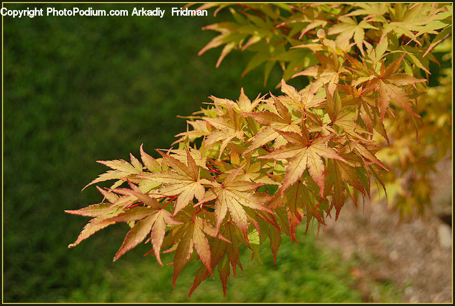 Maple, Maple Leaf, Plant, Blossom, Flora, Flower, Tree