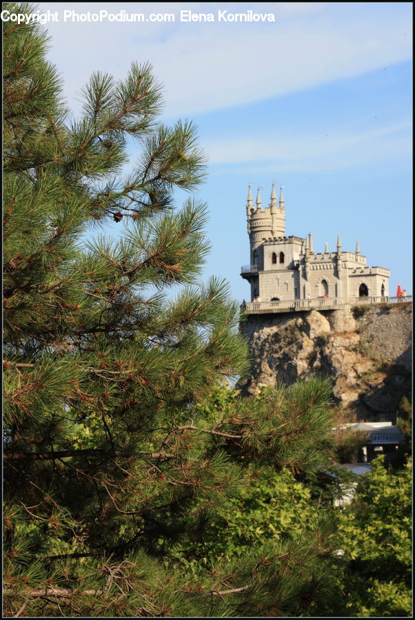 Architecture, Castle, Fort, Conifer, Fir, Plant, Tree