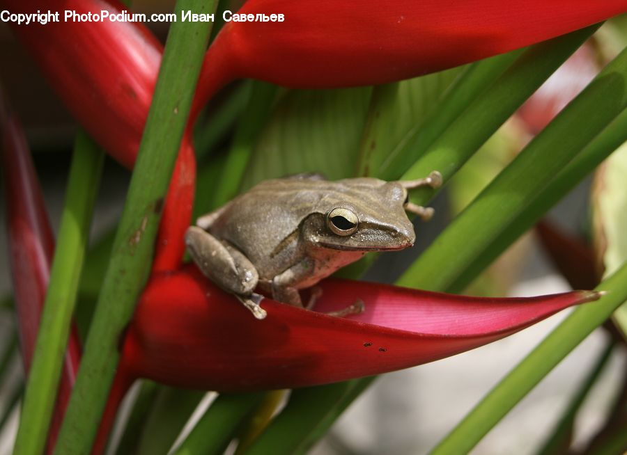 Amphibian, Frog, Wildlife, Tree Frog, Plant, Blossom, Flora