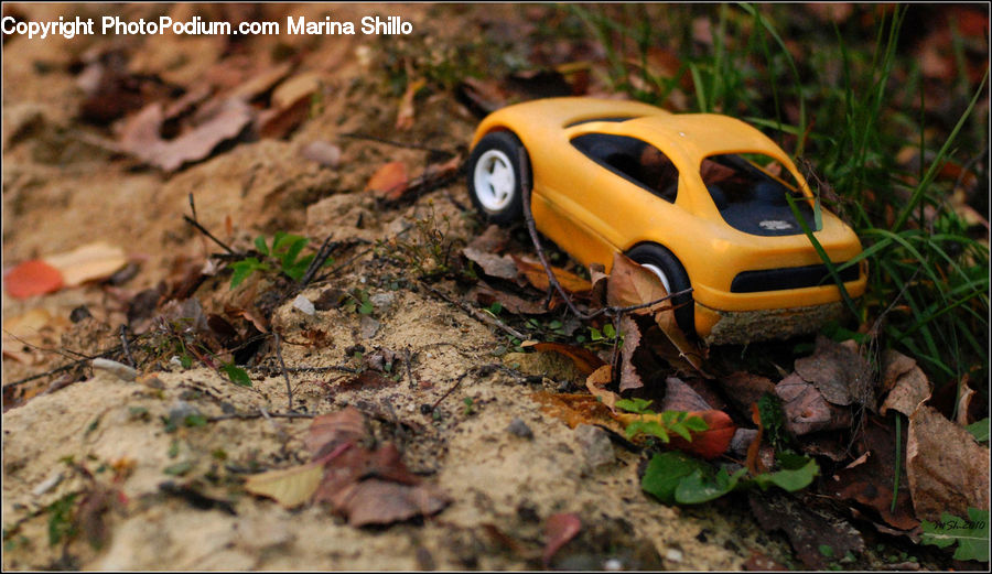 Agaric, Amanita, Fungus, Mushroom, Plant, Car, Jeep