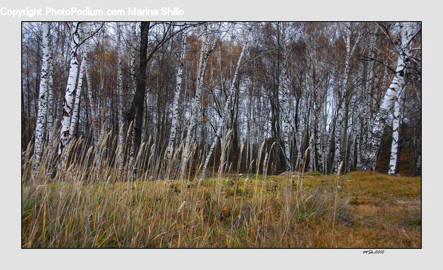 Birch, Tree, Wood, Field, Grass, Grassland, Plant