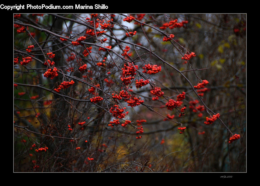 Plant, Tree, Blossom, Flora, Flower, Geranium, Art