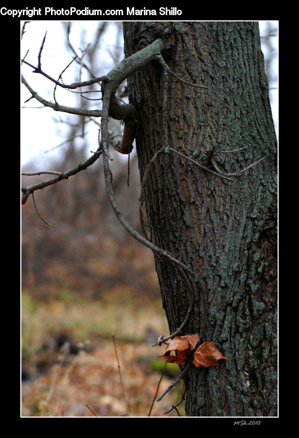 Oak, Tree, Wood, Fir, Redwood, Outdoors, Plant