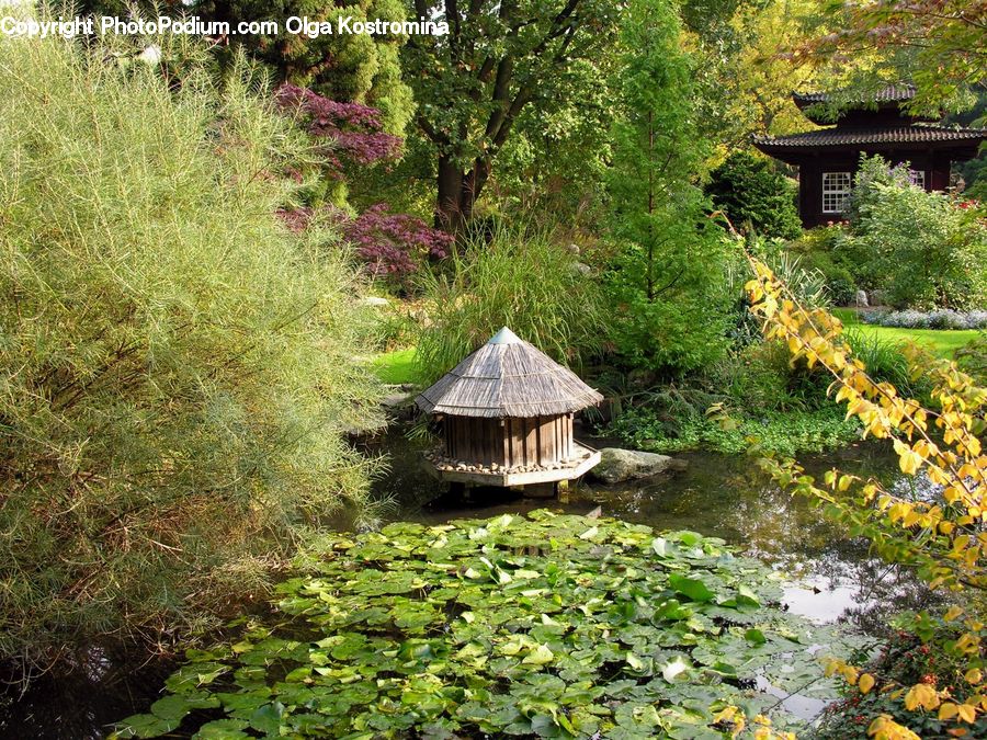 Architecture, Shrine, Temple, Worship, Gazebo, Maple, Tree