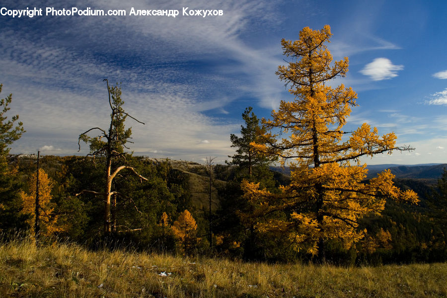 Conifer, Fir, Plant, Tree, Larch, Wood, Oak
