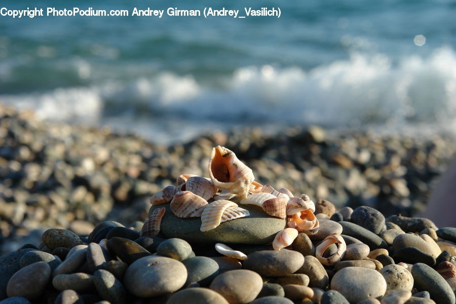 Clam, Sea Life, Seashell, Pebble, Bean, Produce, Vegetable
