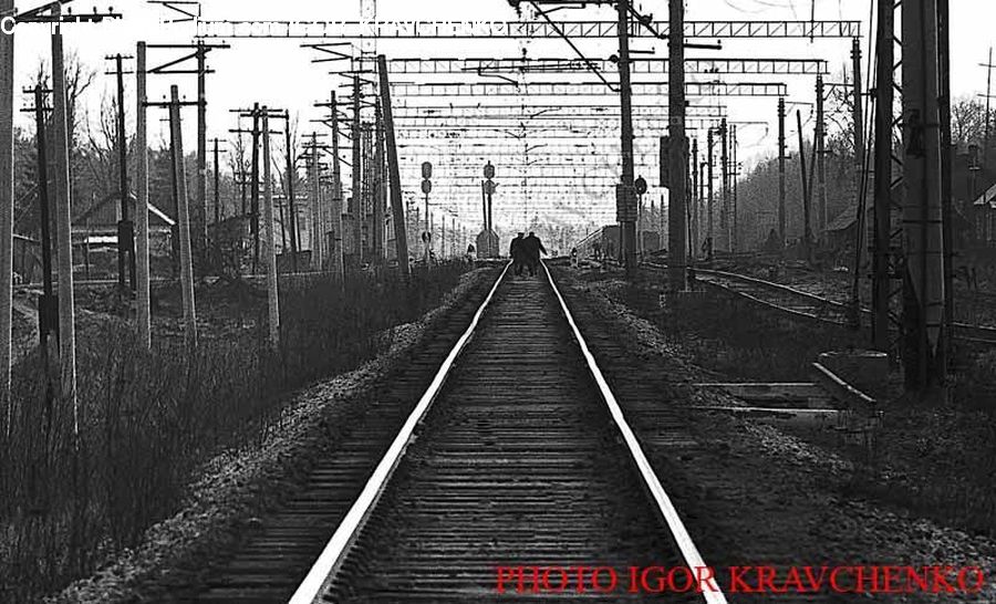 Rail, Train Track, Forest, Vegetation, Road, Grove, Land