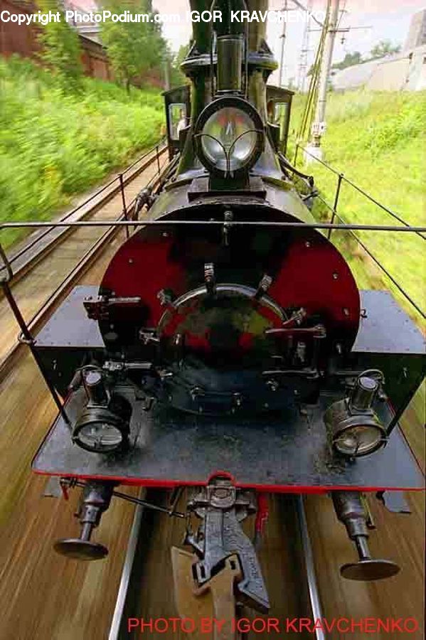 Plant, Potted Plant, Train, Vehicle, Conifer, Tree, Wood
