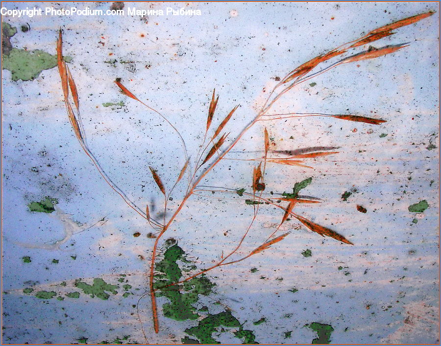 Atlas, Map, Arachnid, Garden Spider, Insect, Invertebrate, Spider