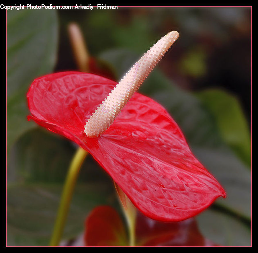 Anthurium, Flower, Plant, Blossom, Flora, Geranium