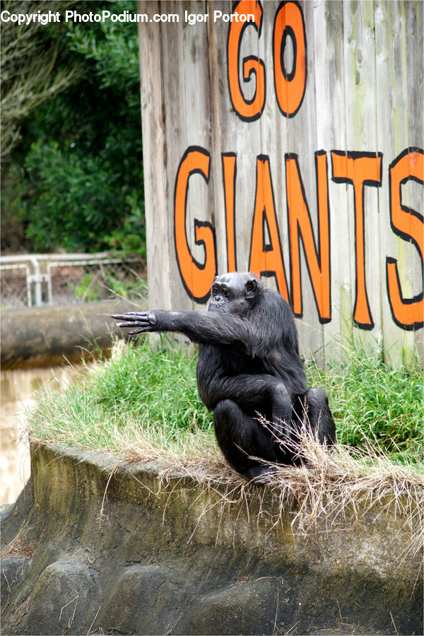 Animal, Ape, Mammal, Monkey, Field, Grass, Grassland