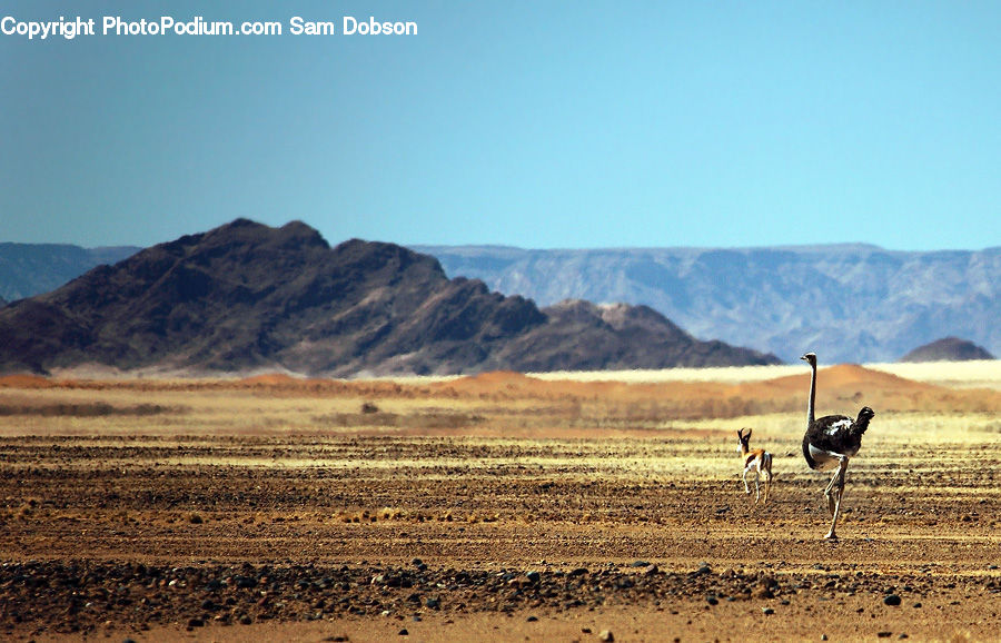 Bird, Ostrich, Desert, Outdoors, Plateau, Mountain, Mountain Range