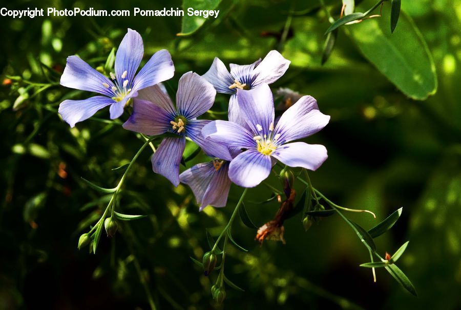 Fiber, Flax, Flora, Flower, Plant, Blossom, Crocus