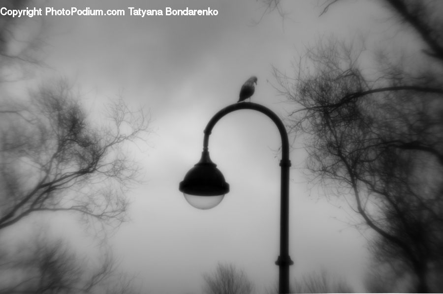 Pole, Lighting, Plant, Tree, City, Downtown, Urban