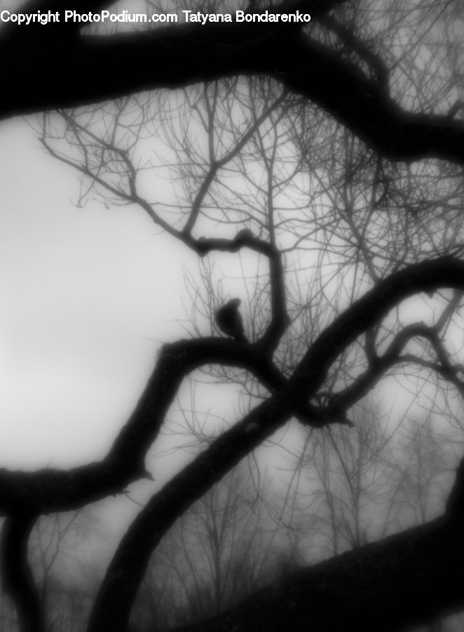 Plant, Tree, Silhouette, Oak, Wood, Forest, Vegetation