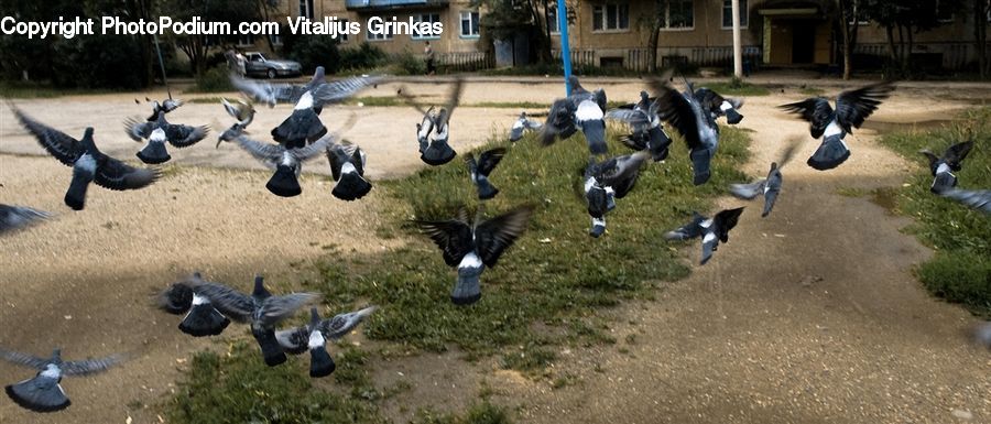 Bird, Pigeon, Magpie, Goose, Waterfowl, Kite Bird, Backyard