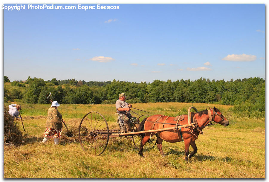 People, Person, Human, Animal, Horse, Mammal, Field
