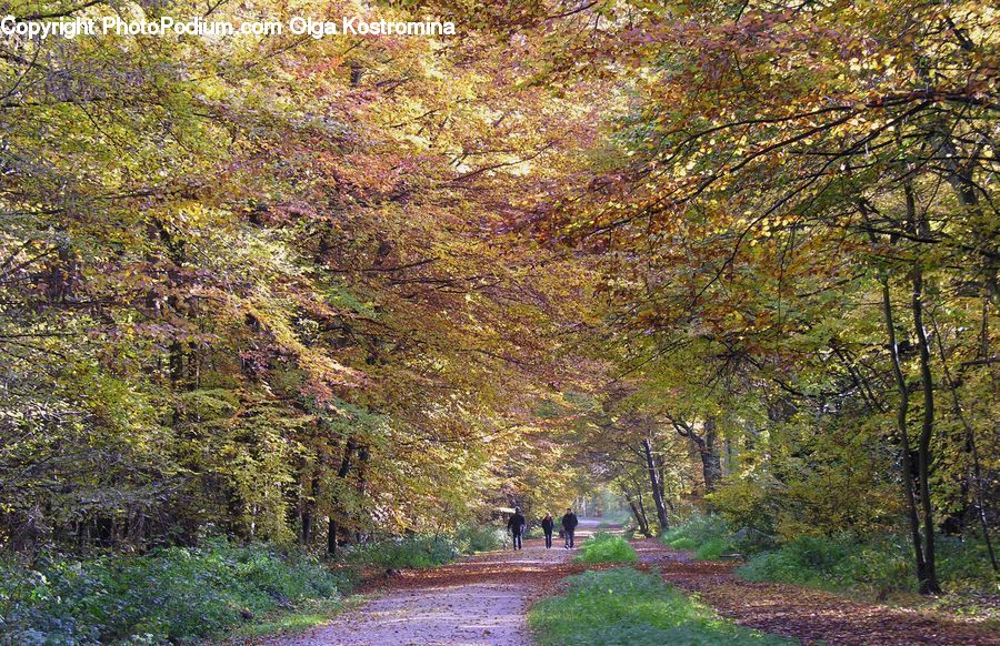 Dirt Road, Gravel, Road, Forest, Vegetation, Grove, Land