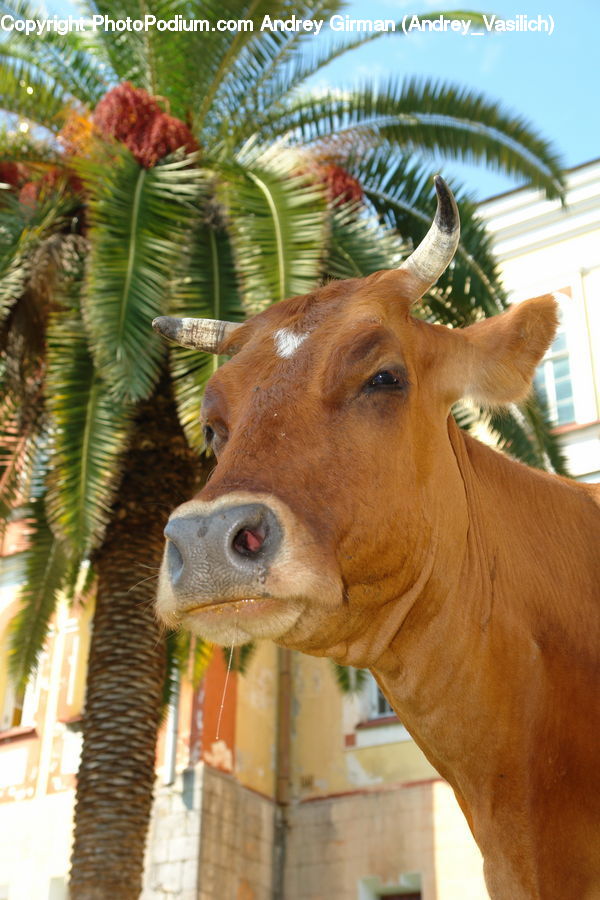 Animal, Bongo, Percussion, Plant, Potted Plant, Conifer, Fir