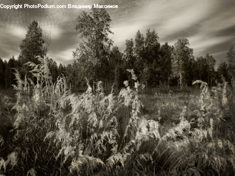 Grass, Plant, Reed, Blossom, Flora, Flower, Bush
