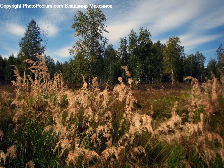Field, Grass, Grassland, Plant, Blossom, Flora, Flower