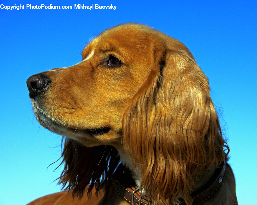 Animal, Canine, Dog, Golden Retriever, Mammal, Pet, Cocker Spaniel