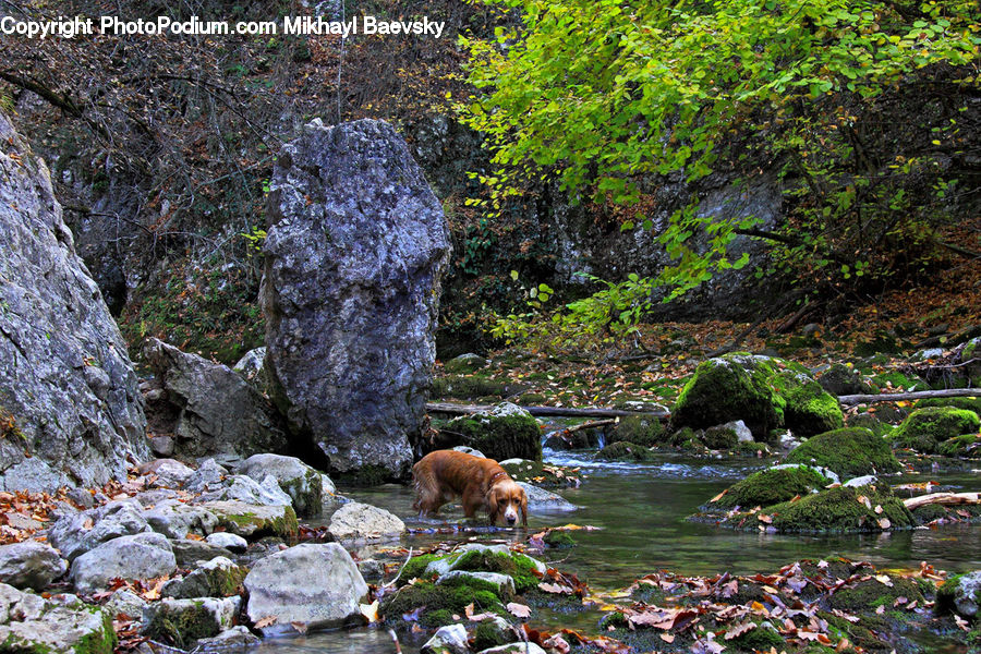 Creek, Outdoors, River, Water, Pond, Moss, Plant