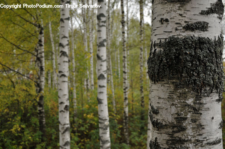 Birch, Tree, Wood