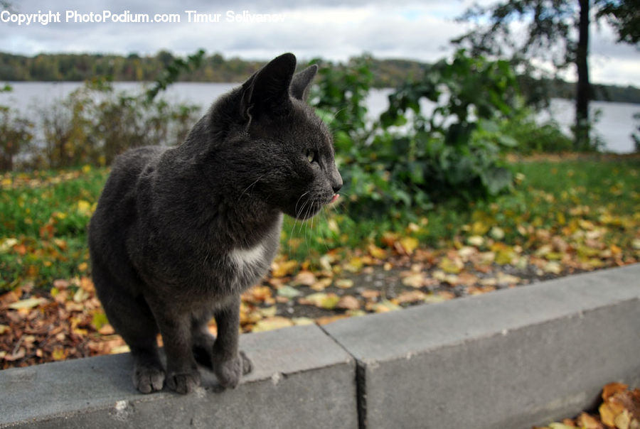 Animal, Black Cat, Cat, Mammal, Pet, Canine, Dog