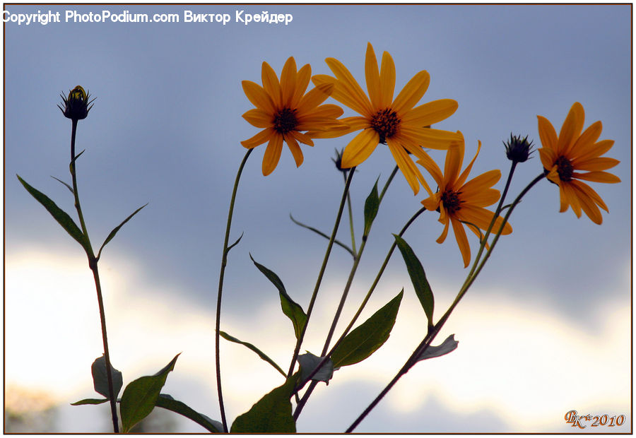 Flower Arrangement, Ikebana, Plant, Potted Plant, Vase, Cosmos, Daisies