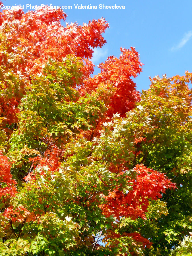 Maple, Tree, Wood, Bush, Plant, Vegetation, Vine