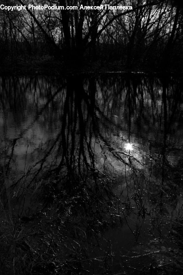 Forest, Vegetation, Plant, Tree, Jungle, Water