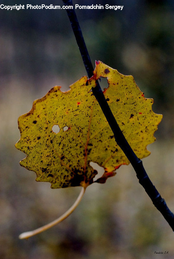 Fruit, Grapes, Maple, Maple Leaf, Plant, Blossom, Flora